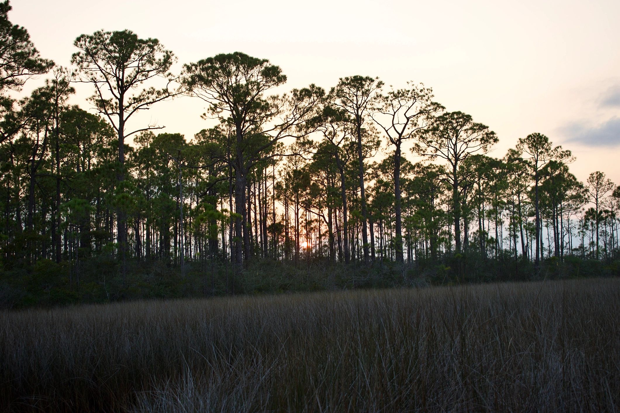 Florida salt marsh at sunset with marsh grass and silhouetted pines